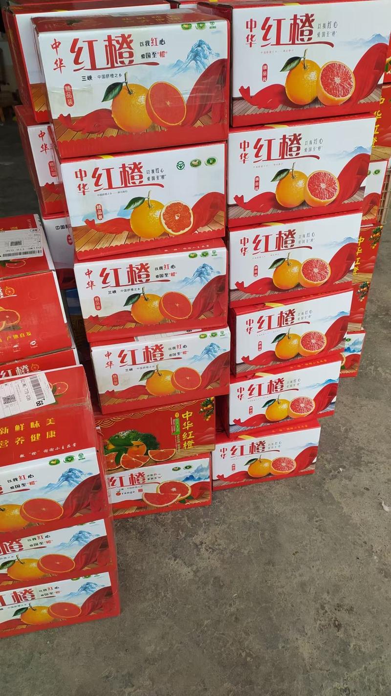 精品中华红红橙甜润多汁挂树鲜果看园采摘品质保证
