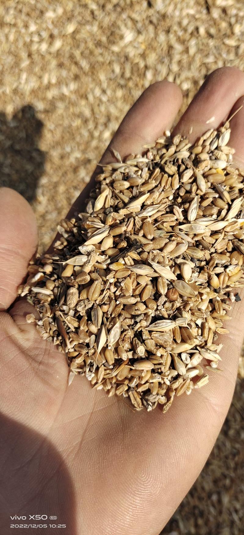面粉厂碎小麦东北碎玉米尽粮碎玉米颗粒饲料