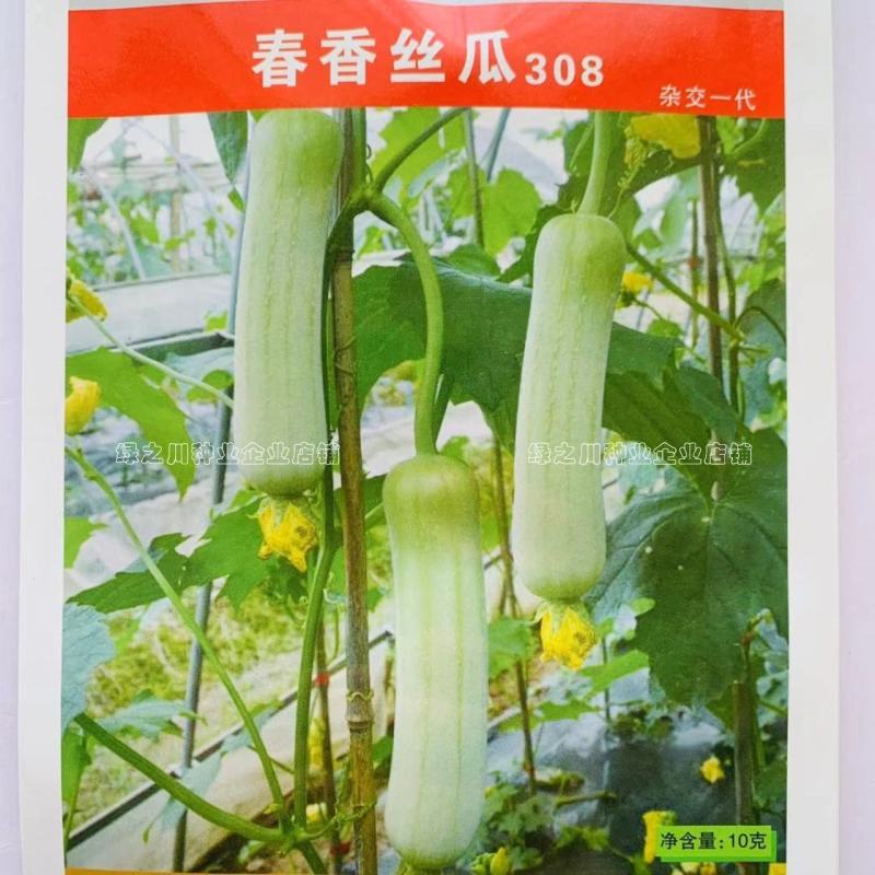 春香丝瓜308杂交一代白丝瓜种子特早熟瓜香味浓微甜肉丝瓜