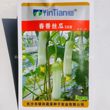 春香丝瓜308杂交一代白丝瓜种子特早熟瓜香味浓微甜肉丝瓜