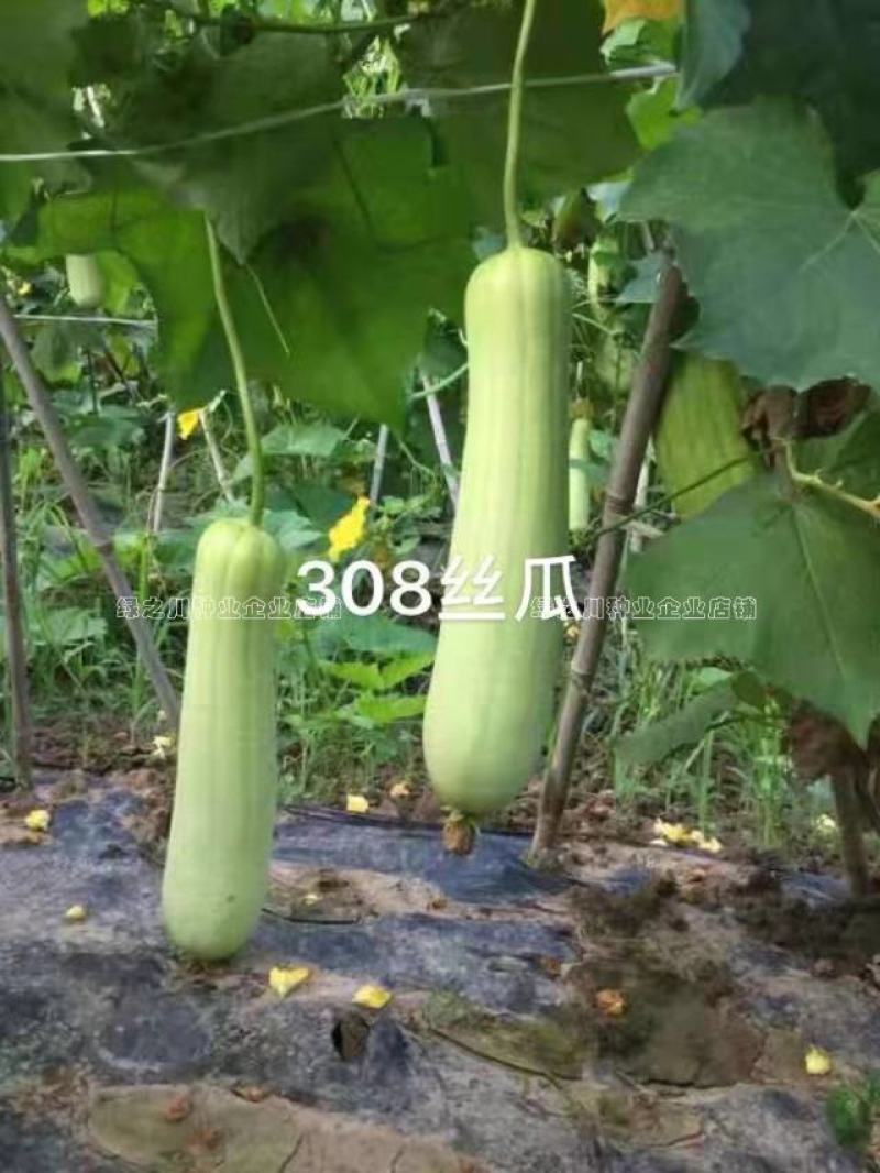 春香丝瓜308杂交一代白丝瓜种子特早熟瓜香味浓微甜肉丝瓜