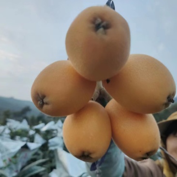 福建省/漳州市/云霄县自家种植五星大枇杷货量充足