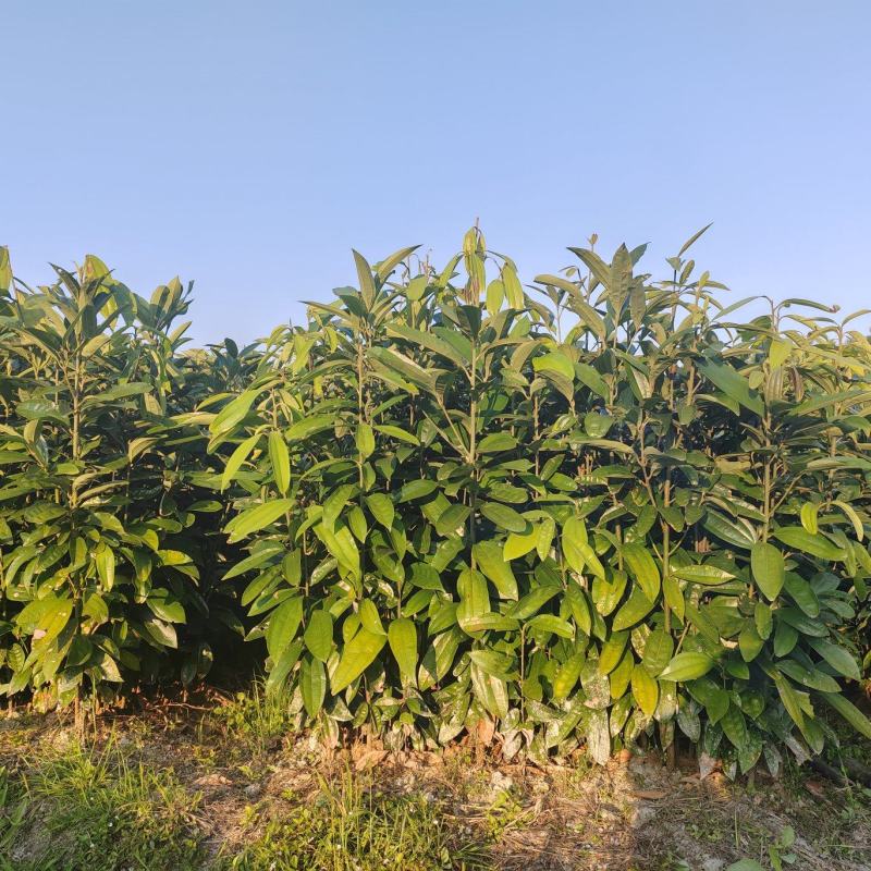肉桂苗，桂皮树苗，玉桂苗30~150cm包成活提供技术
