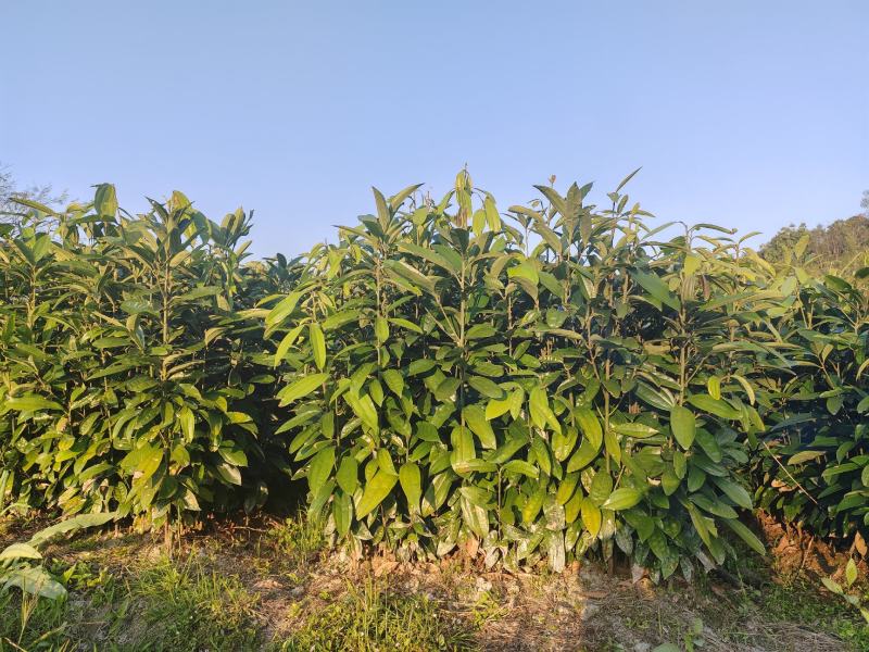 肉桂苗，桂皮树苗，玉桂苗30~150cm包成活提供技术