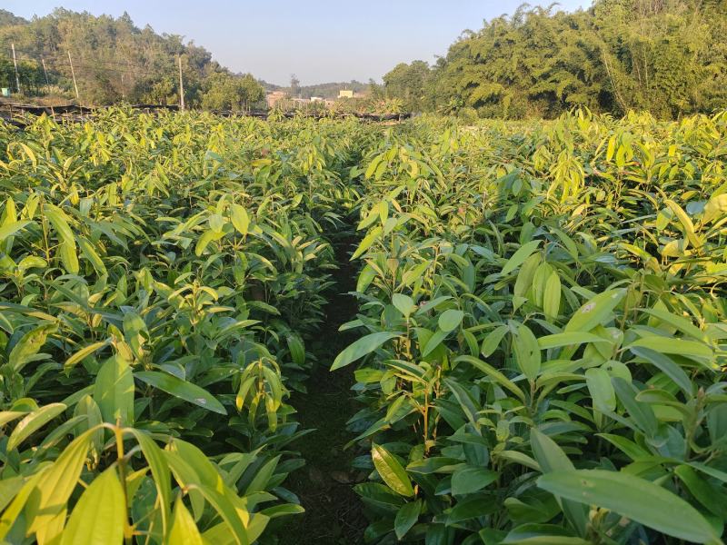 肉桂苗，桂皮树苗，玉桂苗30~150cm包成活提供技术