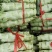 精品莴笋，圆叶莴笋，青皮莴笋产地发货，量大从优