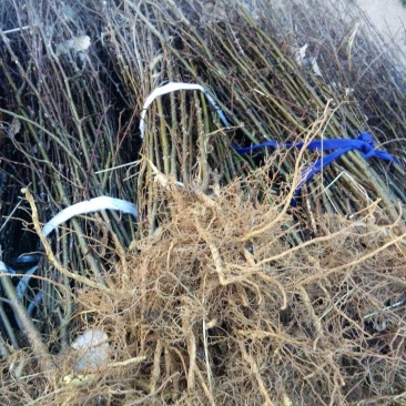 陕西韩城【优选大红袍花椒苗】产地直发根系发达量大从优！