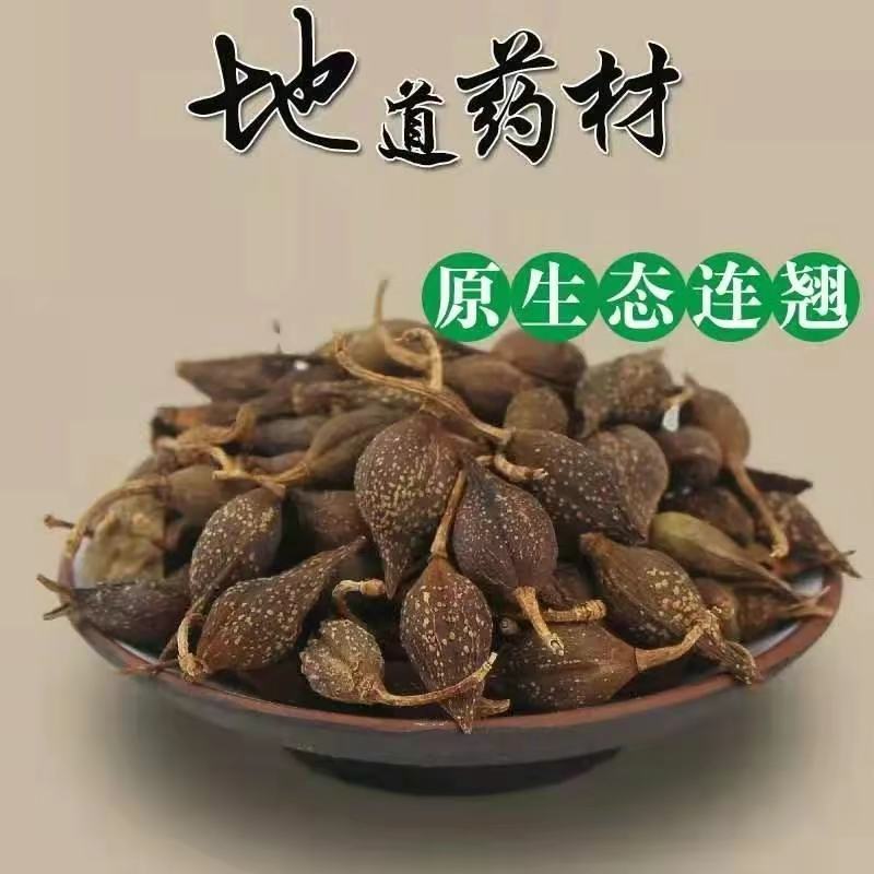 药用连翘苗哪里有货？河南省卢氏县产地直销
