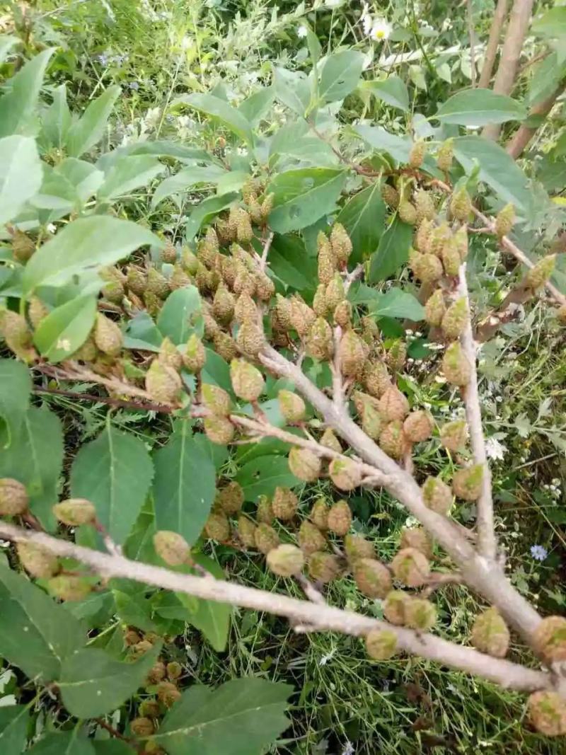 药用连翘苗哪里有货？河南省卢氏县产地直销