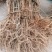 药用连翘苗哪里有货？河南省卢氏县产地直销