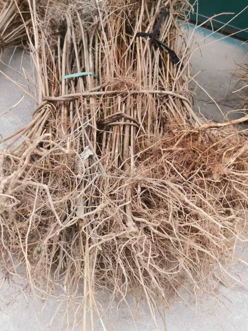 药用连翘苗哪里有货？河南省卢氏县产地直销