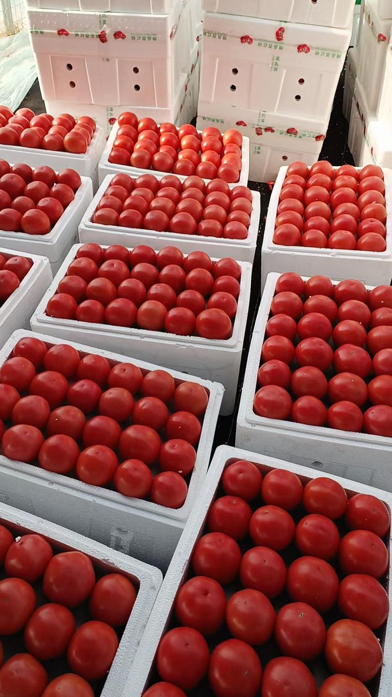 【推荐】山东费县硬粉西红柿果型好硬度高耐运输