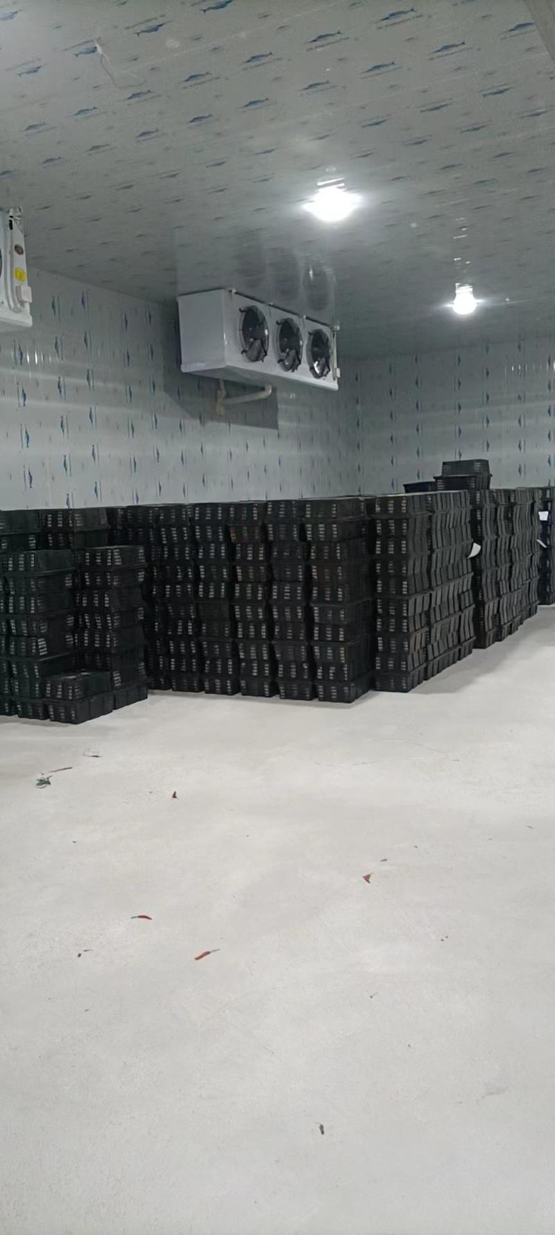 广东小米椒大量有货，产地直发，对接各大批发市场商超电商