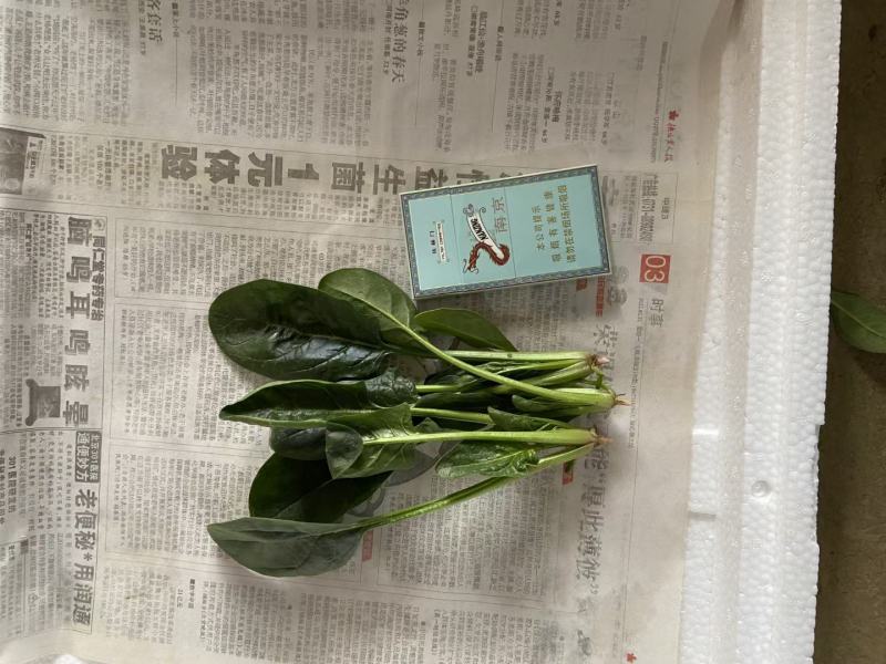 山东曹县精品大棚菠菜小叶菠菜大叶菠菜常年有货不断货