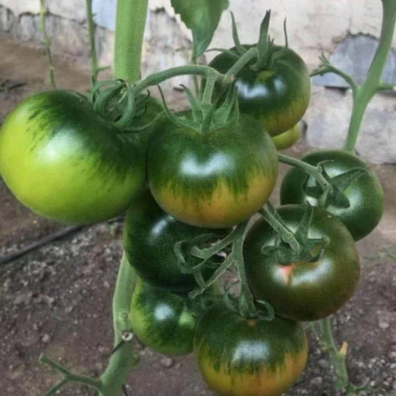 寿光蔬菜种苗草莓西红柿苗口感大果番茄苗基地直接发货