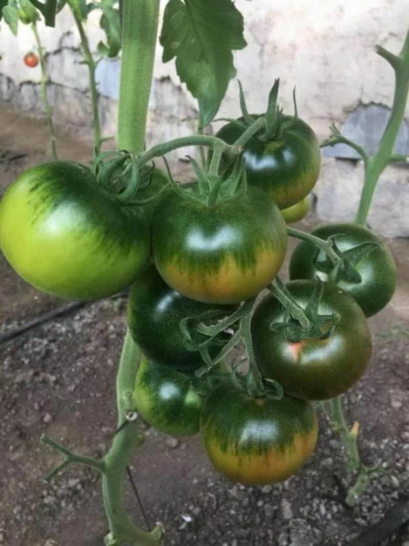 寿光蔬菜种苗草莓西红柿苗口感大果番茄苗基地直接发货