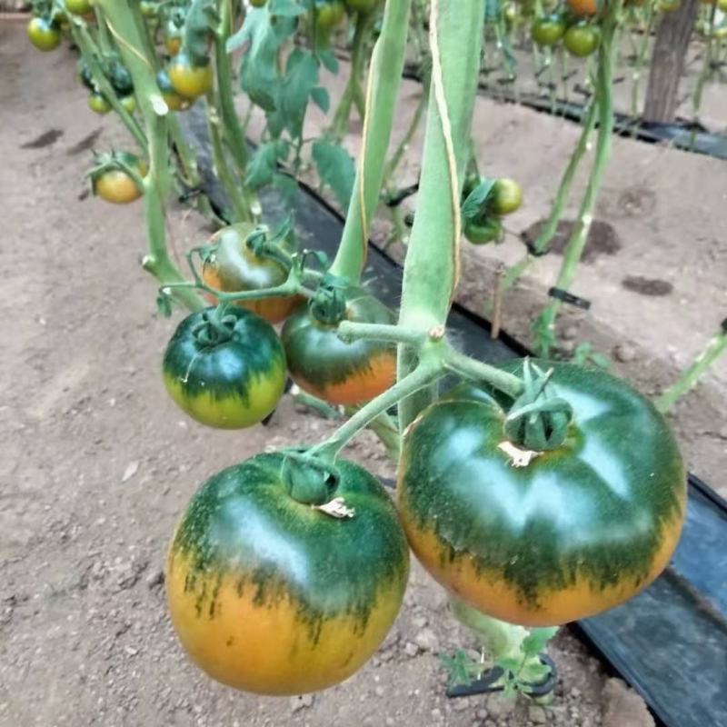 寿光蔬菜种苗草莓西红柿苗口感大果番茄苗基地直接发货
