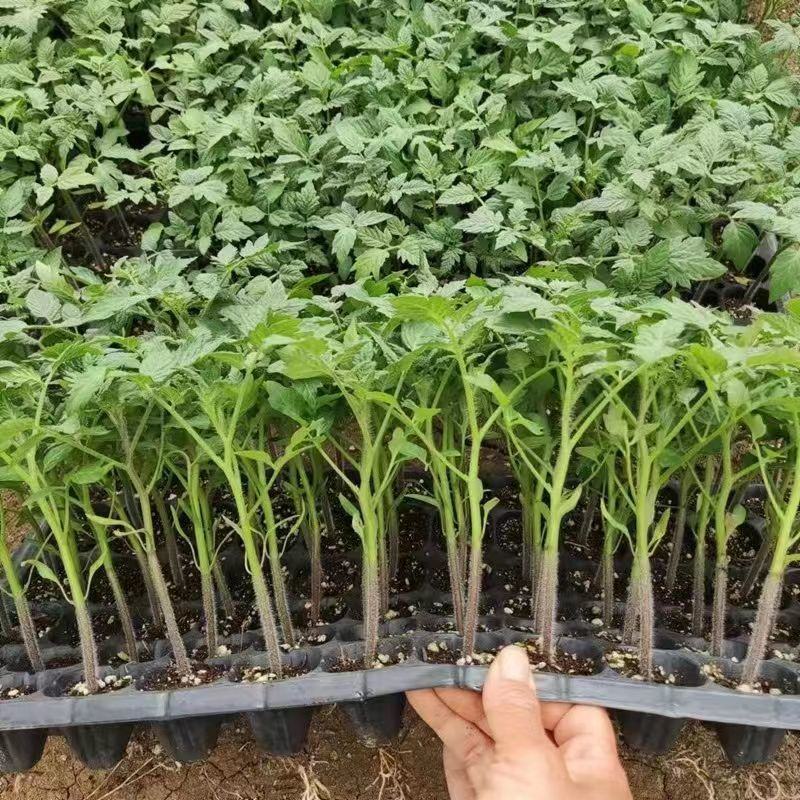 寿光蔬菜种苗草莓西红柿苗口感大果番茄苗基地直接发货