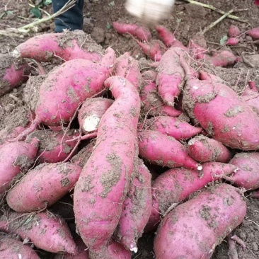 西瓜红加工厂货，基地直供统货