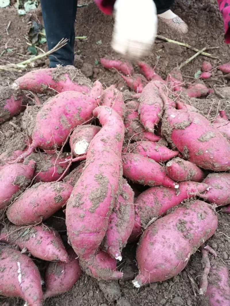 西瓜红加工厂货，基地直供统货