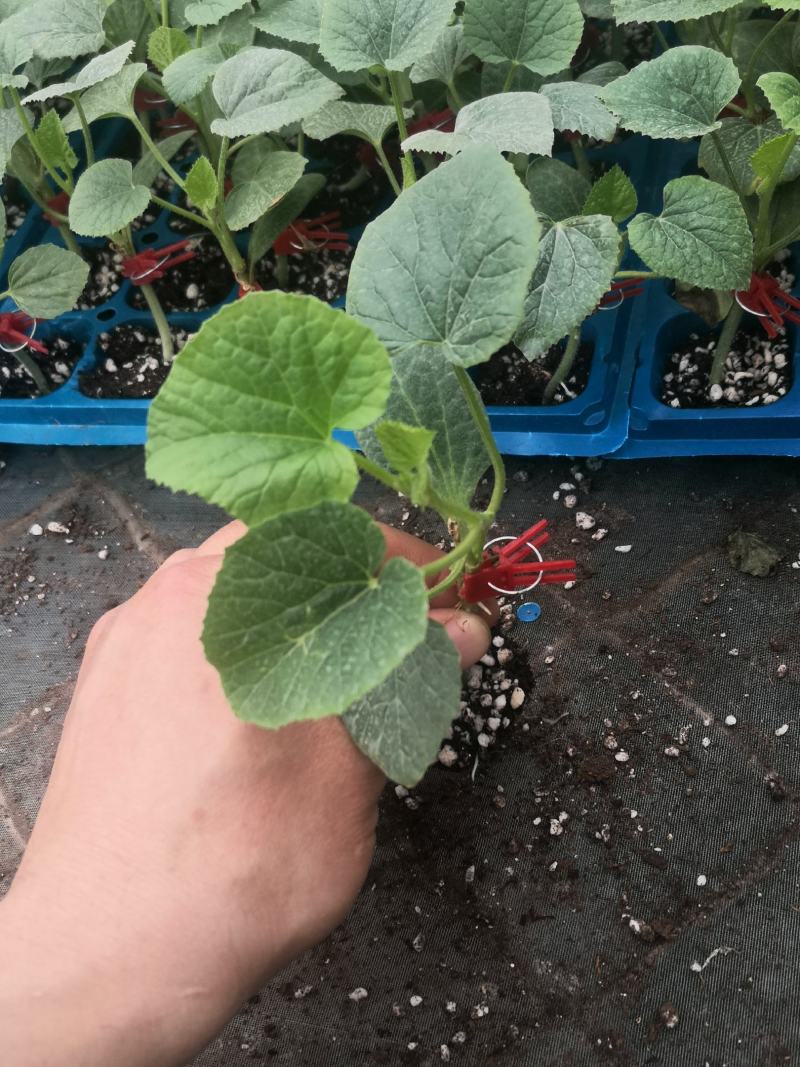 寿光蔬菜种苗甜瓜苗嫁接绿宝甜瓜苗青皮青肉甜瓜苗