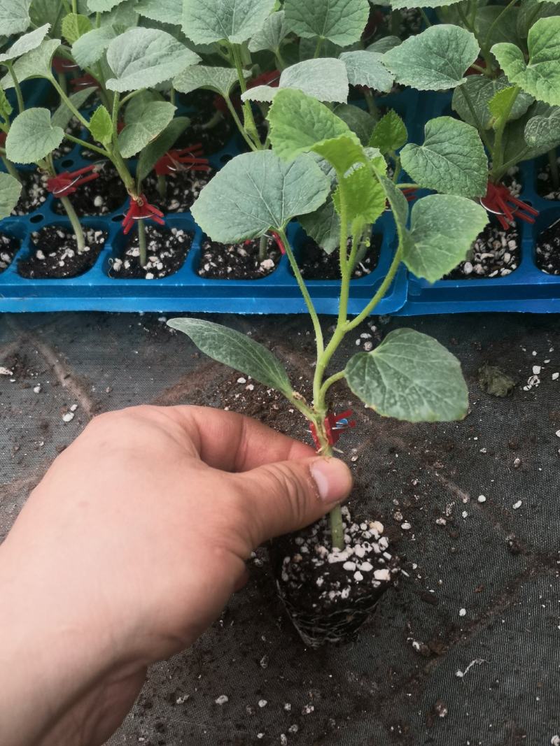 寿光蔬菜种苗甜瓜苗嫁接绿宝甜瓜苗青皮青肉甜瓜苗
