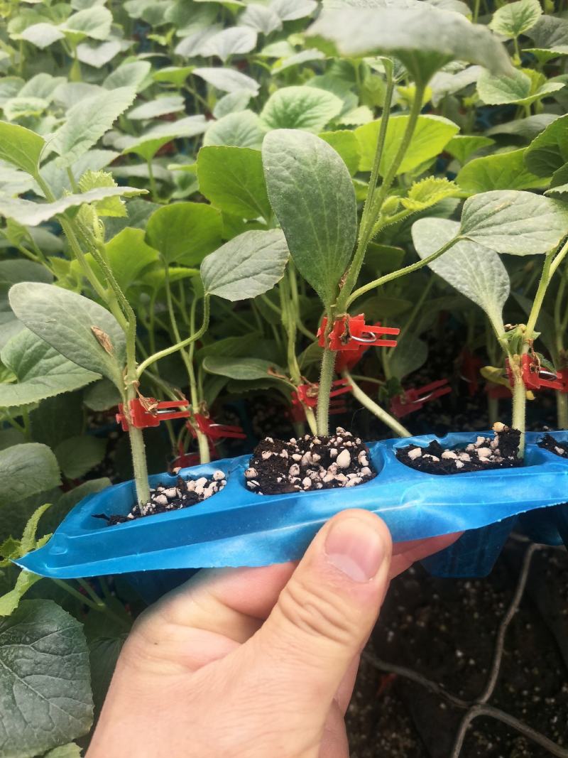 寿光蔬菜种苗甜瓜苗嫁接绿宝甜瓜苗青皮青肉甜瓜苗