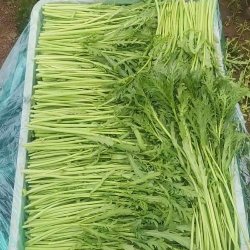 四季小香葱常年供货可视频看货可发车产地直发一手货源