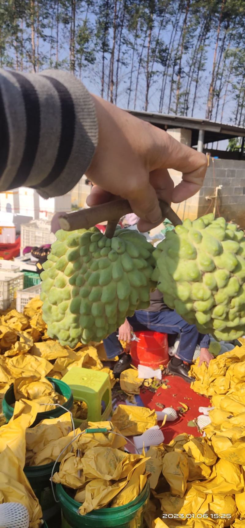 广西释迦果