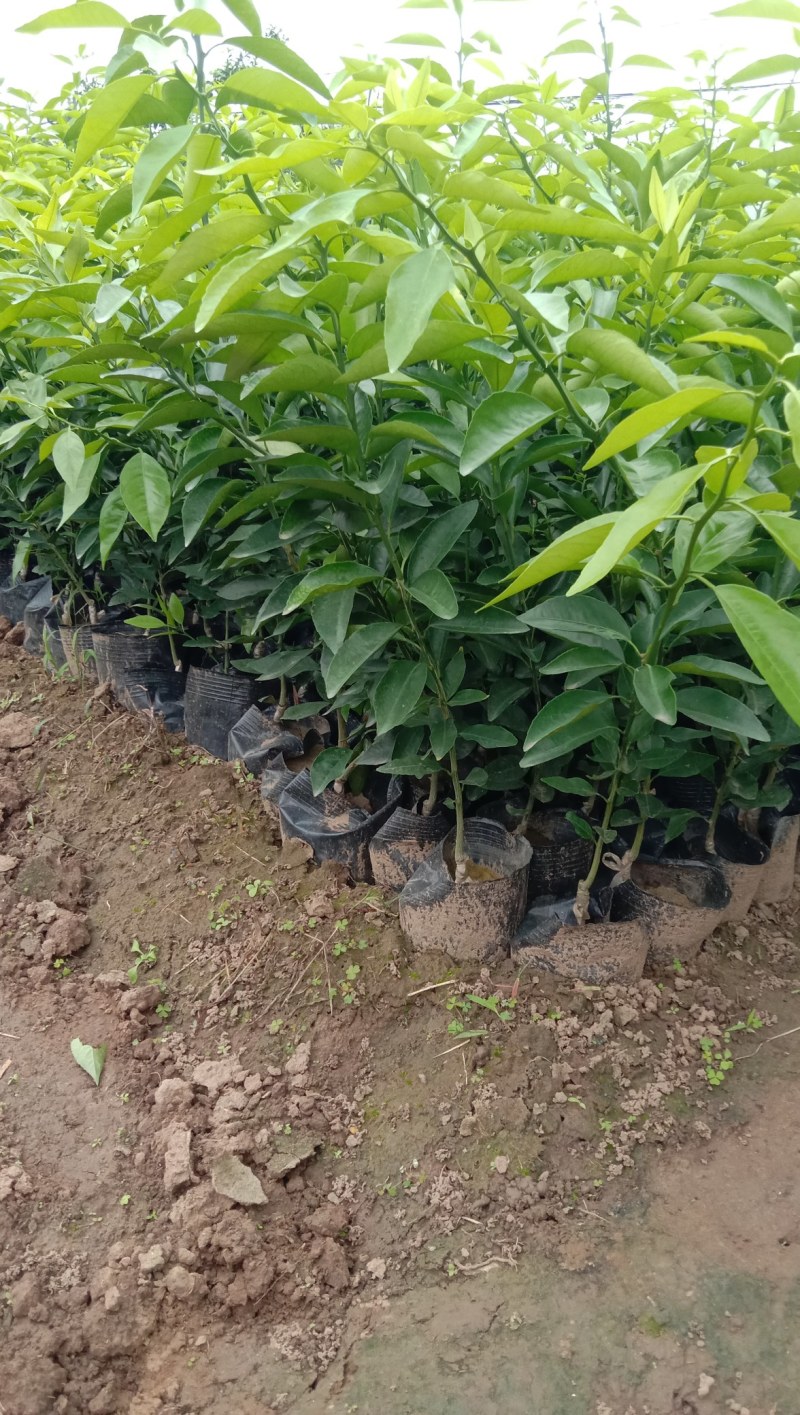 沃柑苗杯苗品质保证签合同基地批发假一赔十红橘头沃柑苗