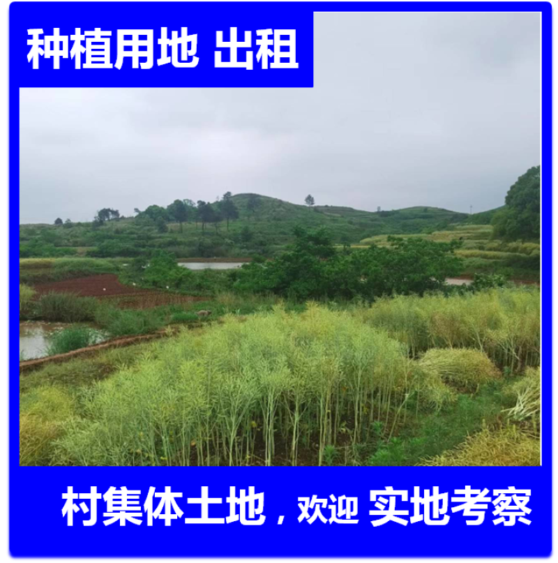 5000亩农村集体土地，山地，出租流转