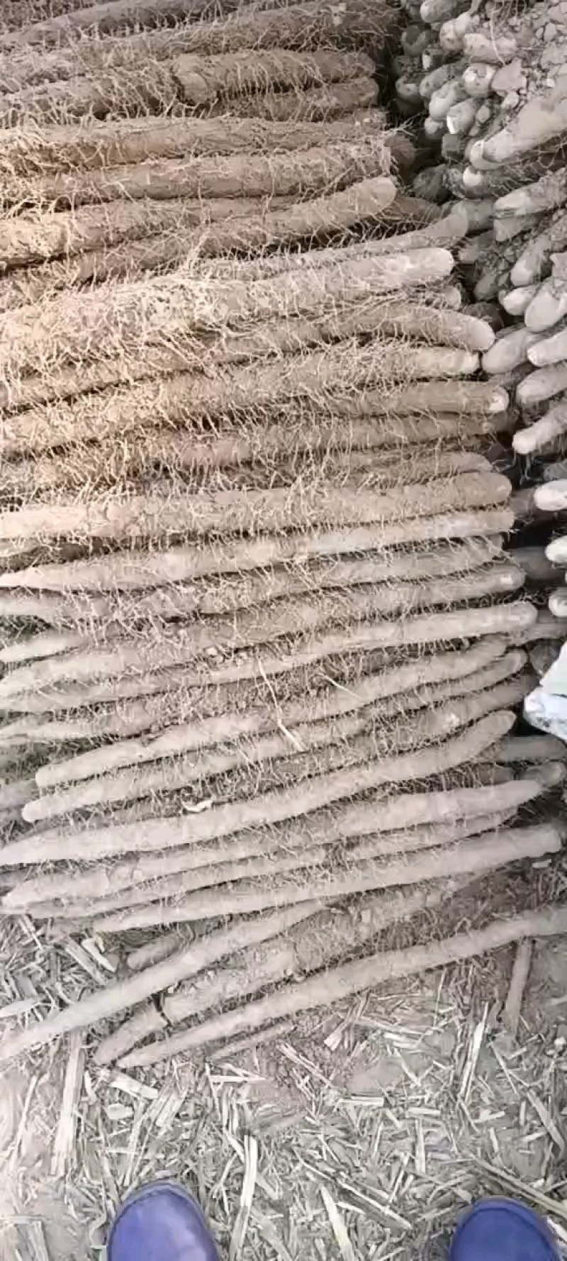 麻山药地头价直接出货可视频看货欢迎咨询