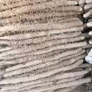 麻山药地头价直接出货可视频看货欢迎咨询