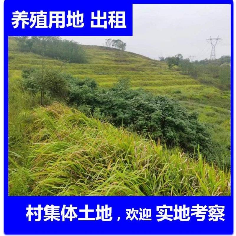 4500亩村委会集体土地，荒山，租流转