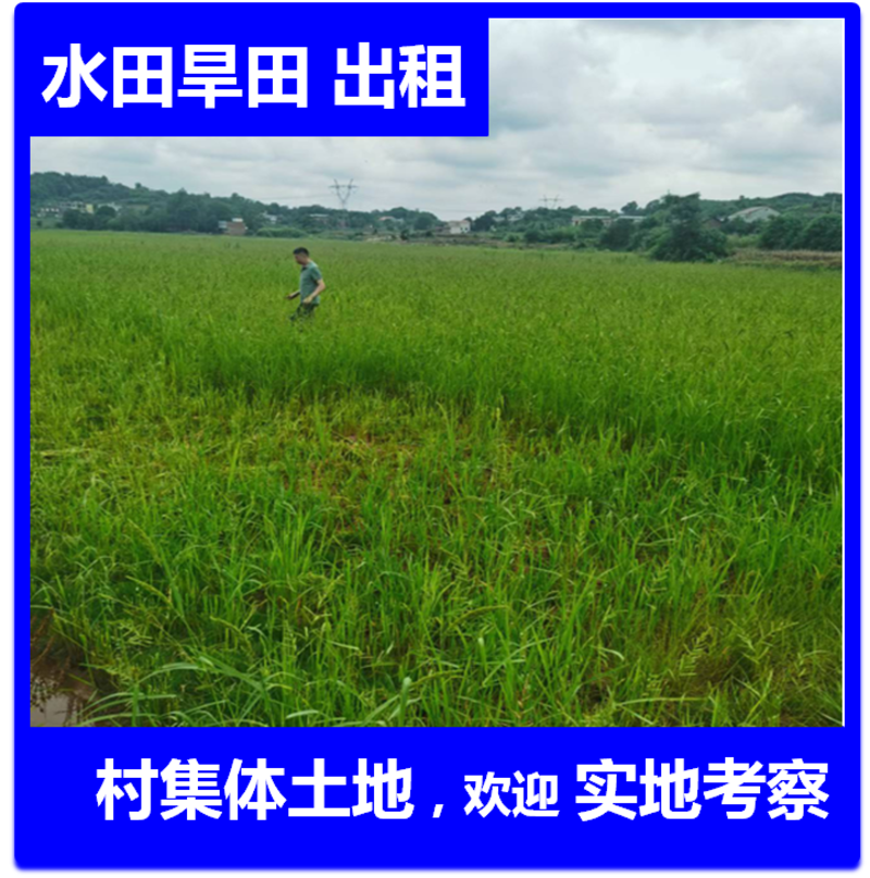 农村集体土地旱地，玉米地，高粱地，水稻田出租流转