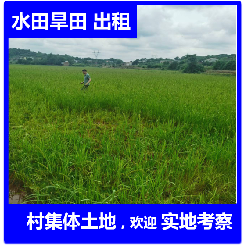 农村集体土地旱地，玉米地，高粱地，水稻田出租流转