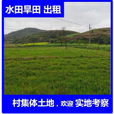 农村集体土地旱地，玉米地，高粱地，水稻田出租流转