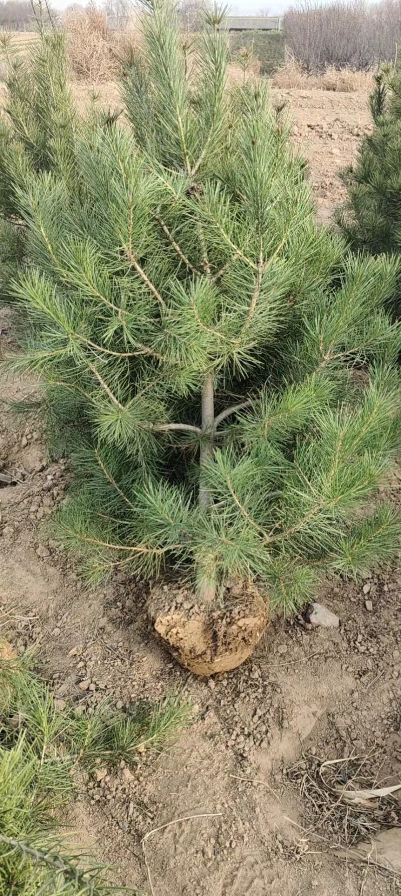 各种规格白皮松占地白皮松绿化白皮松1到5米白皮松