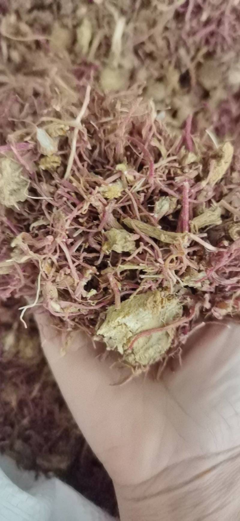 紫苑中药材紫苑1000克批发现货供应量大从优