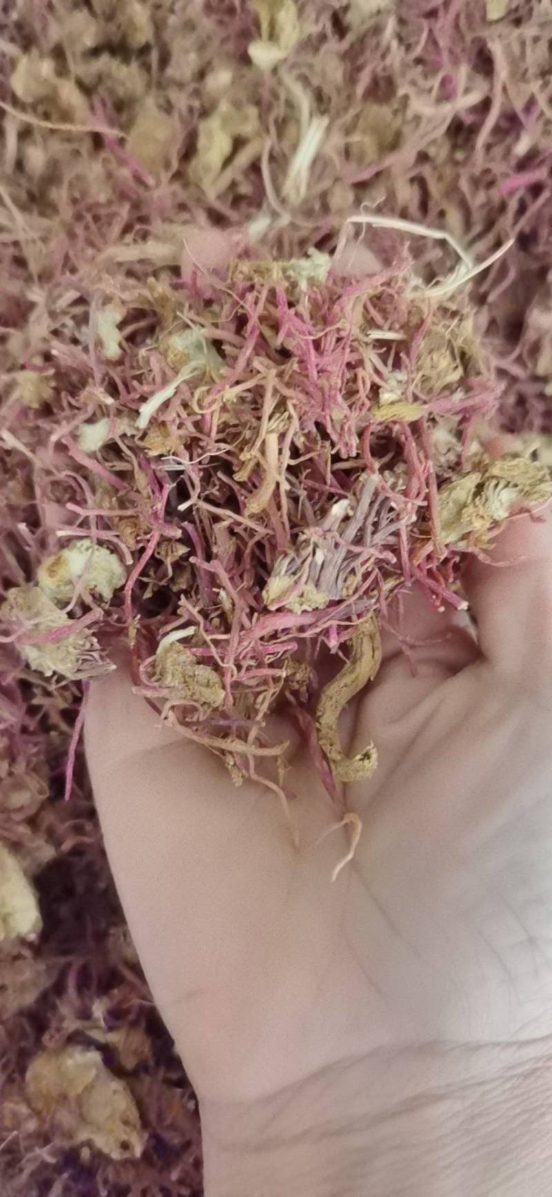 紫苑中药材紫苑1000克批发现货供应量大从优