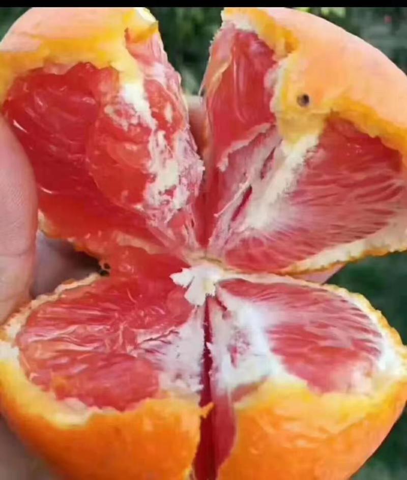 中华红橙，口感纯甜，水份充足，个头大，看园订货