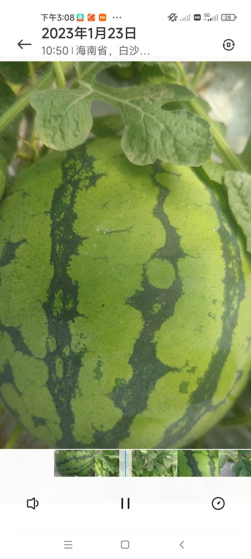 内蒙古陕西宁夏甘肃麒麟西瓜种植基地规格齐全支持代发