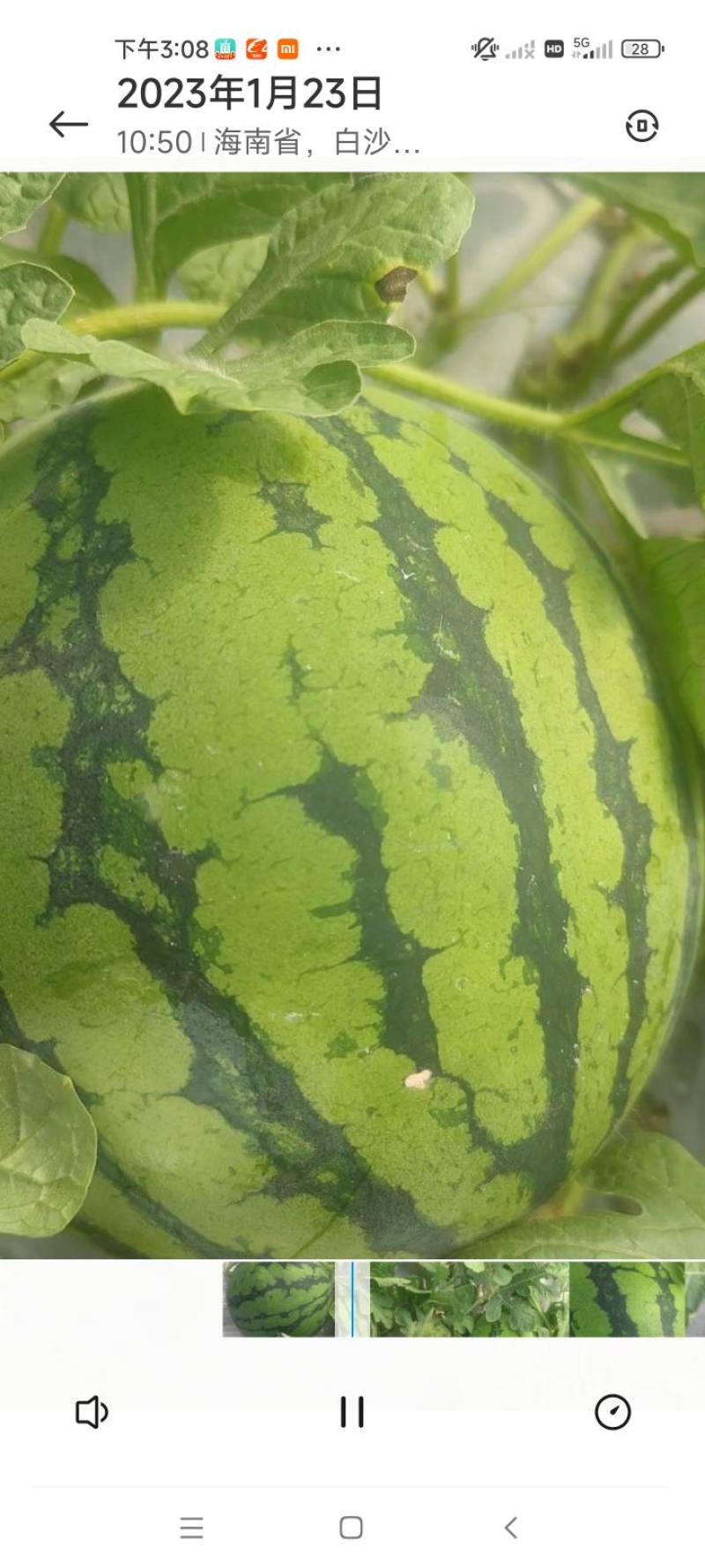 内蒙古陕西宁夏甘肃麒麟西瓜种植基地规格齐全支持代发