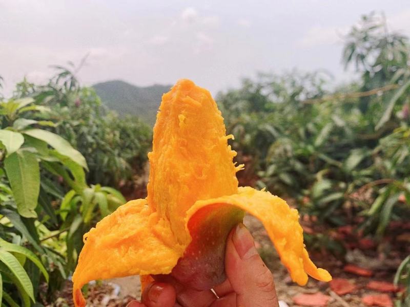 海南贵妃芒果上市
