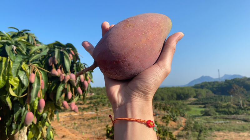 海南贵妃芒一件代发当天发货价格有优势欢迎咨询接抖音快手单