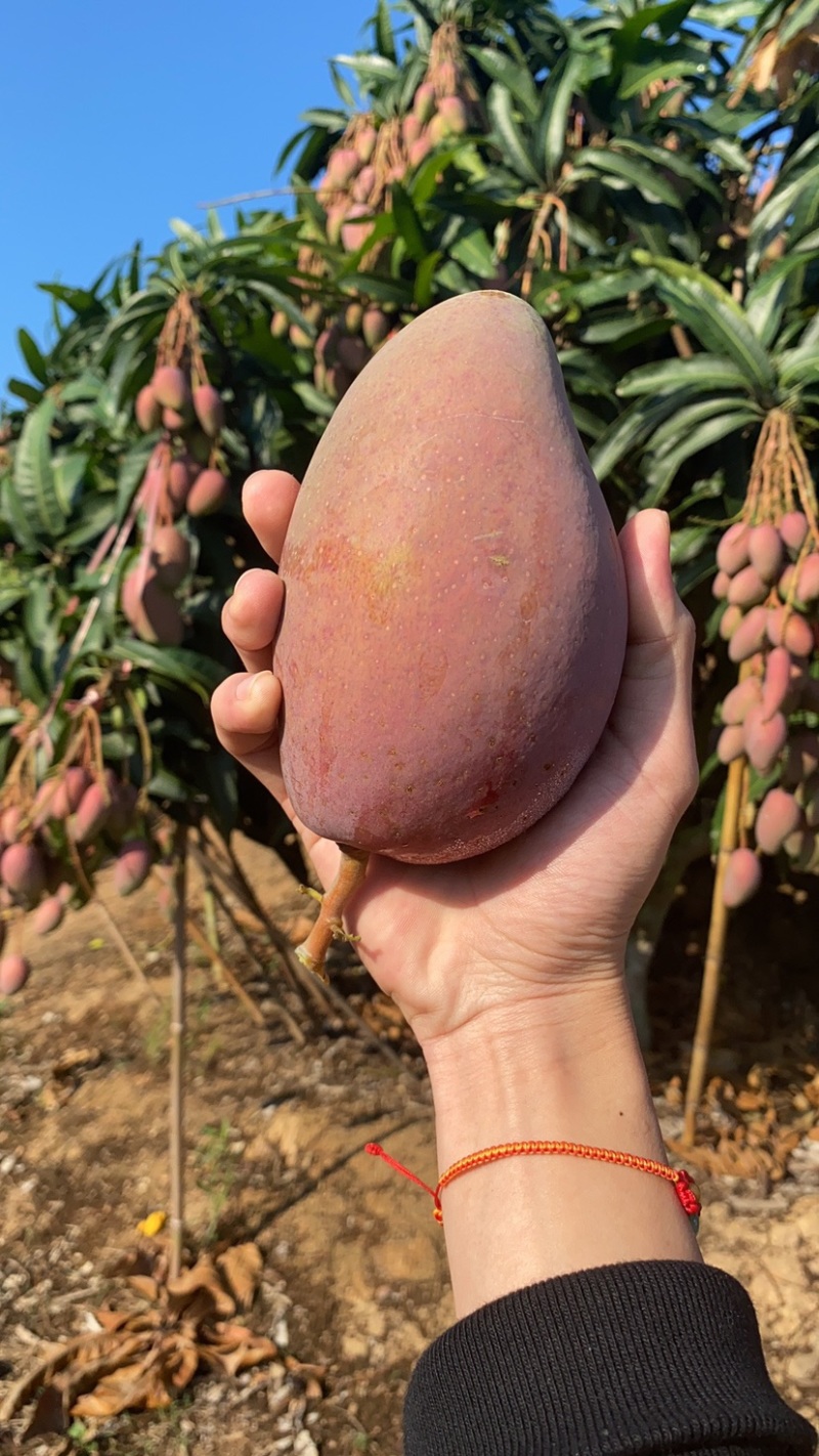 海南贵妃芒一件代发当天发货价格有优势欢迎咨询接抖音快手单