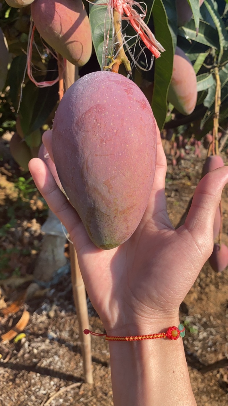 海南贵妃芒一件代发当天发货价格有优势欢迎咨询接抖音快手单