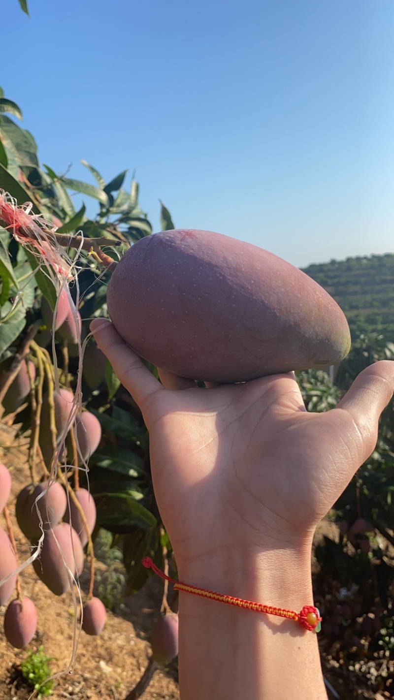 海南贵妃芒一件代发当天发货价格有优势欢迎咨询接抖音快手单