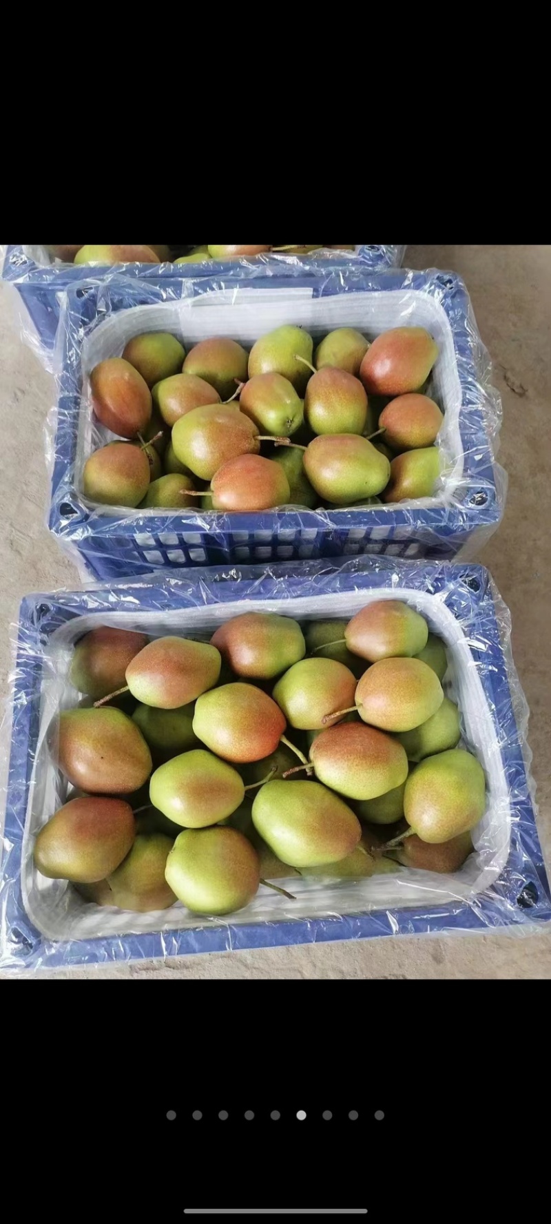 山西运城龙居一抹红晕果库红香酥梨现货供应