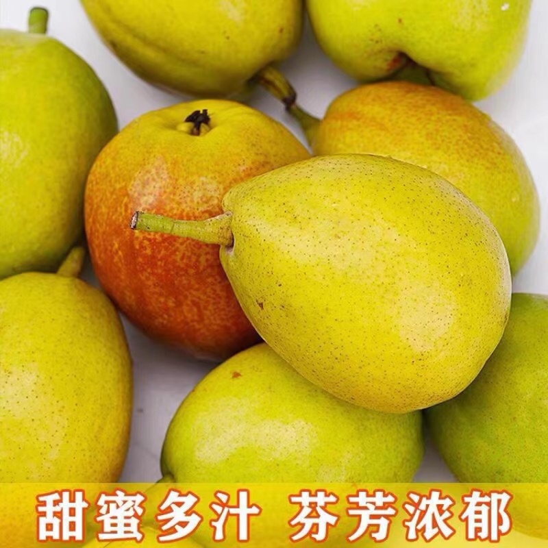 山西省运城市盐湖区龙居镇美玉村一抹红晕果库红香酥梨